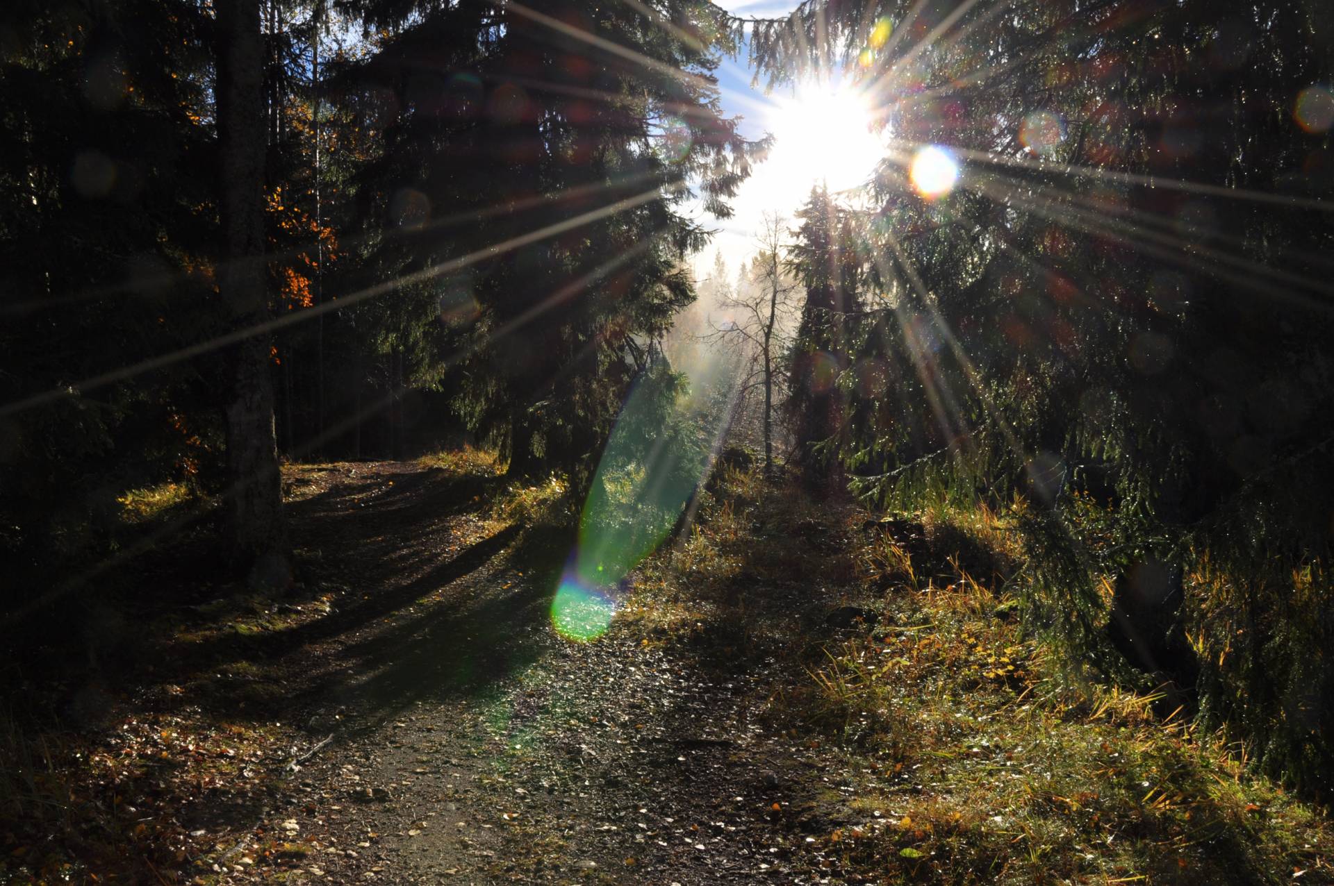 rays of sun, autumn, forest