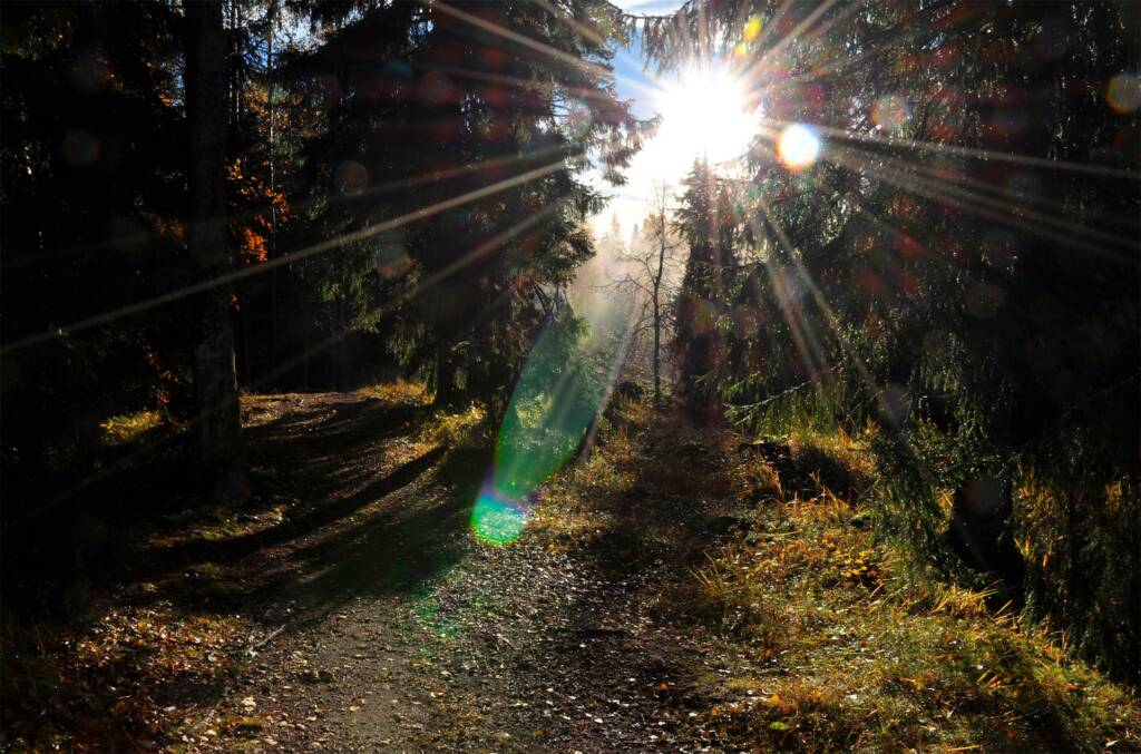 rays of sun, autumn, forest.